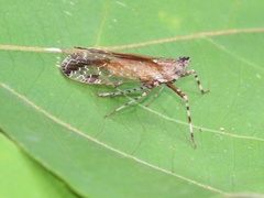 Orthopagus splendens