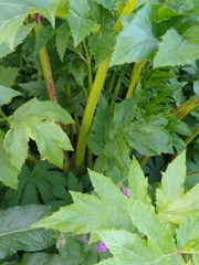Heracleum persicum