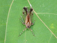 Orthopagus splendens