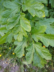 Heracleum persicum