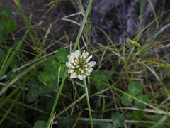 Trifolium repens