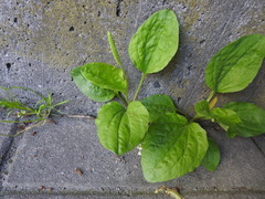 Plantago major