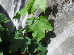Acer pseudoplatanus