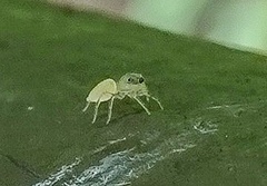 Salticidae