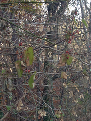 Smilax walteri