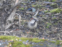 Passer domesticus