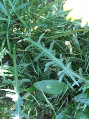 Taraxacum