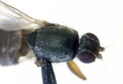 Coelopidae st
