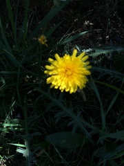 Taraxacum