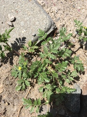 Potentilla paradoxa