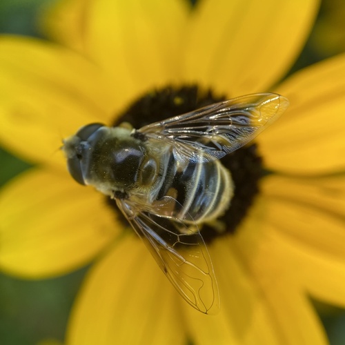 Yellow-shouldered Drone Fly photo 4