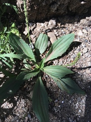 Plantago depressa