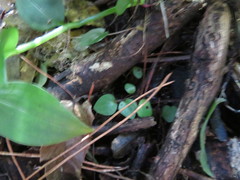 Piper excelsum excelsum