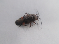 Deraeocoris olivaceus