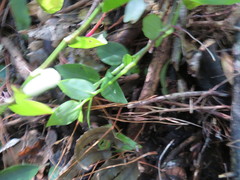 Piper excelsum excelsum