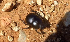 Thorectes intermedius