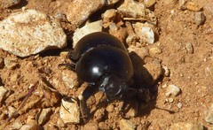 Thorectes intermedius