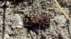 Lophyra flexuosa sardea