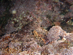 Microlipophrys canevae