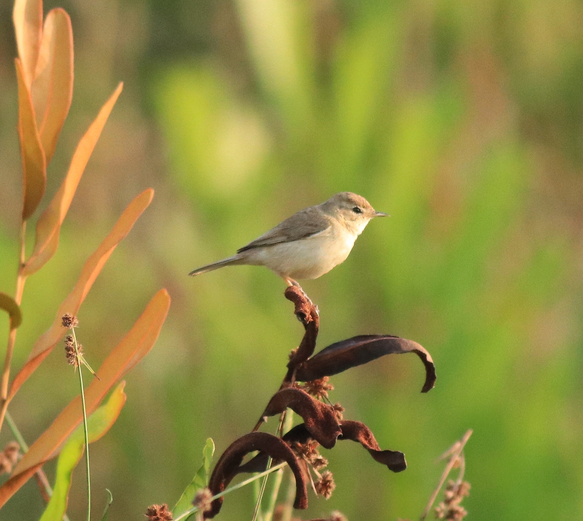Booted Warbler