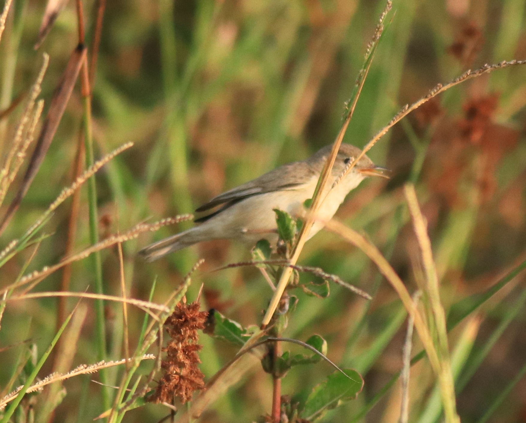 Booted Warbler