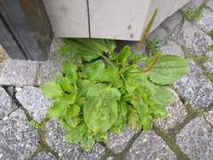 Plantago major