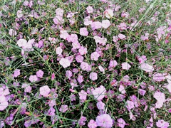 Convolvulus dorycnium
