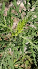 Ambrosia artemisiifolia