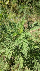 Ambrosia artemisiifolia