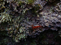 Tripterygion melanurus