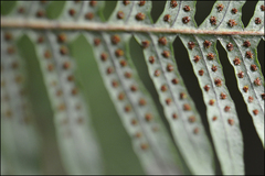 Polypodium fauriei