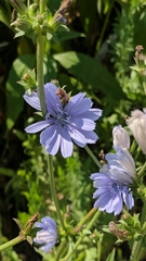 Cichorium intybus