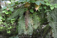 Polypodium fauriei