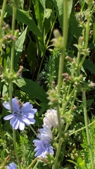Cichorium intybus