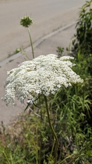Daucus carota