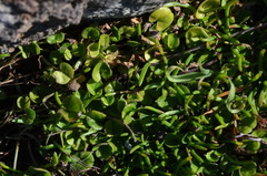Dichondra brevifolia