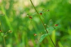 Scrophularia scorodonia