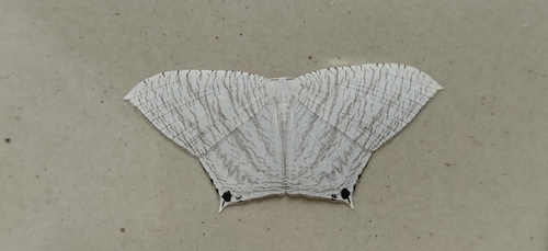 Grey Swallowtail Moth photo 4