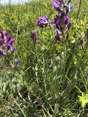 Astragalus laxmannii