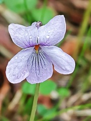 Viola sacchalinensis