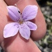 Barleria damarensis - Photo (c) Dave U, some rights reserved (CC BY), uploaded by Dave U