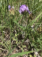 Astragalus laxmannii
