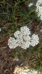 Achillea millefolium