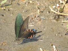 Papilio bianor thrasymedes