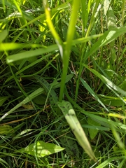 Dactylorhiza fuchsii
