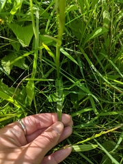 Dactylorhiza fuchsii