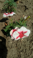 Petunia × atkinsiana
