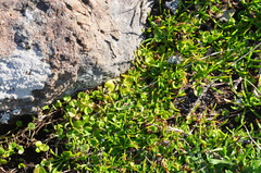 Dichondra brevifolia