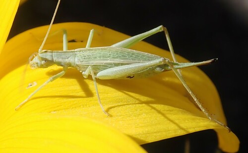 sage tree cricket