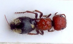 Mutilla quinquemaculata